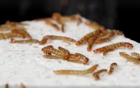 Serbia huấn luyện loại sâu ăn 1 kg nhựa chỉ thải 1g CO2